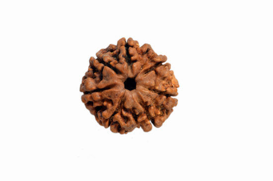 7 mukhi